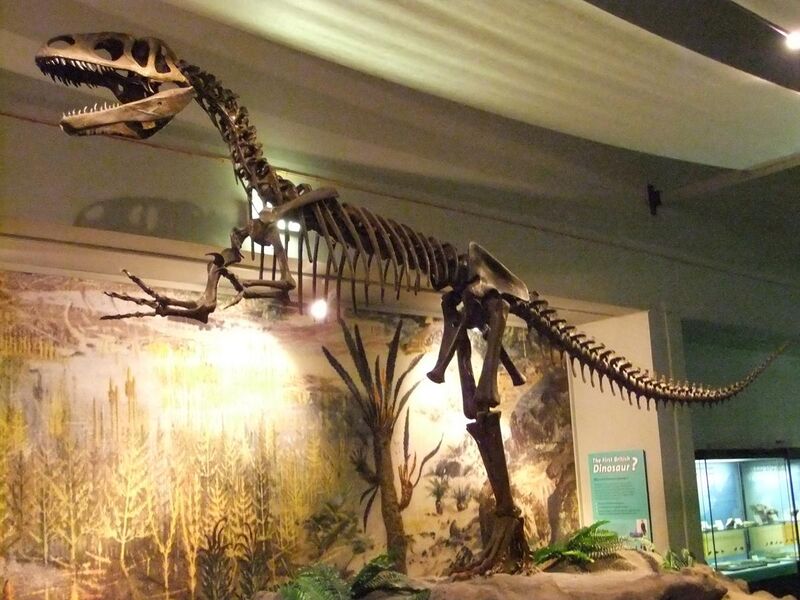 File:Megalosaurus, World Museum Liverpool (2).JPG