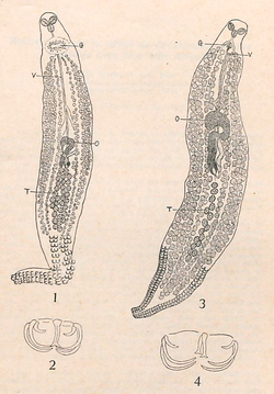 Microcotyle aigoi in Ishii & Sawada 1938 Studies of ectoparasitic trematodes.png