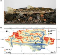 Morphology and geographic distribution of the Qinghai-Tibetan Plateau fish Triplophysa bleekeri.jpg
