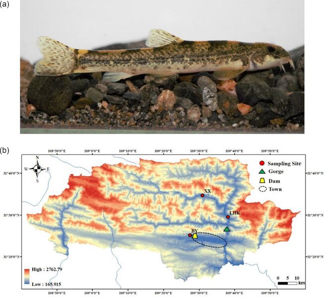 File:Morphology and geographic distribution of the Qinghai-Tibetan Plateau fish Triplophysa bleekeri.jpg