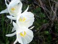 Flowers of Narcissus cantabricus