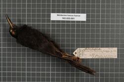 Naturalis Biodiversity Center - RMNH.AVES.148274 1 - Melidectes fuscus fuscus (De Vis, 1897) - Meliphagidae - bird skin specimen.jpeg