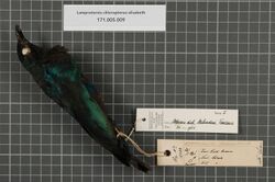 Naturalis Biodiversity Center - RMNH.AVES.37698 1 - Lamprotornis chloropterus elisabeth Stresemann, 1924 - Sturnidae - bird skin specimen.jpeg