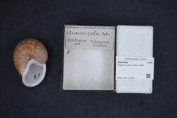 Naturalis Biodiversity Center - RMNH.MOL.274200 - Oligospira polei (Collet, 1899) - Acavidae - Mollusc shell.jpeg