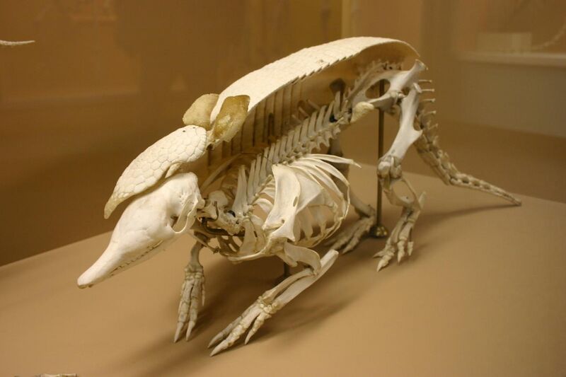 File:Nine-banded armadillo skeleton.jpg