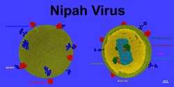 Nipah 12142023 1 ps.tif