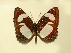 Nymphalidae - Neptis nicomedes.JPG