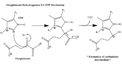 OGDH E1 TPP mechanism.PNG