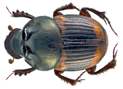 Onthophagus (Gibbonthophagus) cervus (Fabricius, 1798) male (13430928065).png