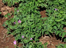 Oxalis latifolia 3.jpg