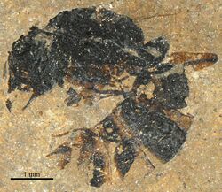 Pachycondyla eocenica SMFMEI10889.jpg