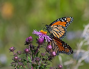 Two monarch butterflies on a New England aster plant; the butterflies have deep orange wings with black stripes, and their bodies and the edges of their wings are black with small white dots