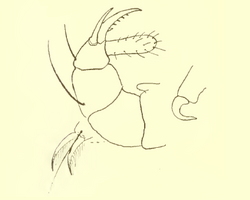 Paratarsotomus macropalpis palps, claws and mandibles.png