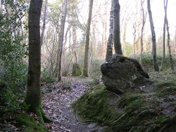 Part of the Rempstone stone circle in birch woodland, Purbeck - geograph.org.uk - 25149.jpg