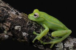 Perereca-verde - Hypsiboas atlanticus.jpg