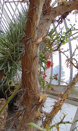 Pereskia nemorosa, Phipps Conservatory, Pittsburgh.jpg