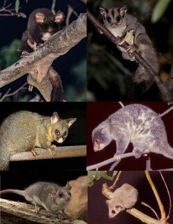 Six photos of phalangeriformes