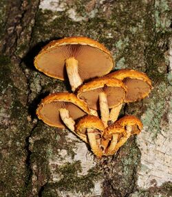 Pholiota aurivella 2018 G1.jpg