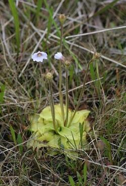 Pinguicula ionantha.jpg