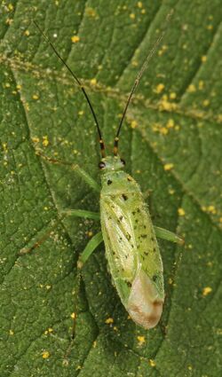 Plant Bug - Ilnacora stalii, Backus Woods, Walsingham, Ontario.jpg