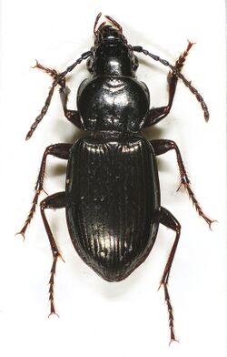 Pterostichus oblongopunctatus1.jpg