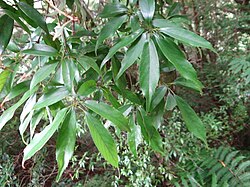 Quercus Longinux.jpg