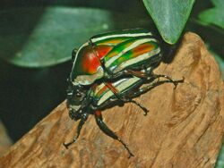 Scarabaeidae - Dicronorrhina derbyana.JPG
