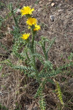 Scolymus grandiflorus Monte Pellegrino 08.jpg