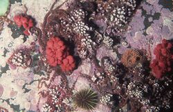 Sea strawberry, Gersemia rubiformis, a soft coral in Newfoundland, Canada (21391129845).jpg