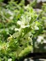 Sideritis hyssopifolia (BG Wroclaw)-3.JPG