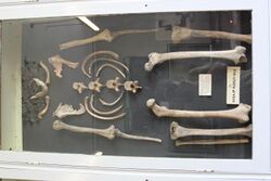 Skeleton in Wells and Mendip Museum.JPG