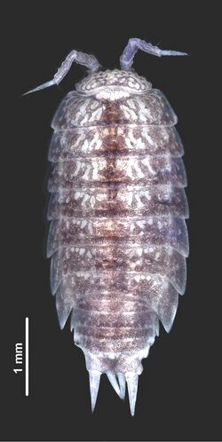 Styloniscus manuvaka female paratype.jpg