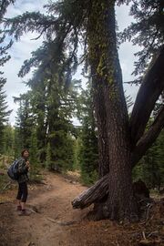A woman with a backpack stands on a hiking trail, next to a tree