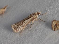 Tawhitia pentadactyla 57120111.jpg