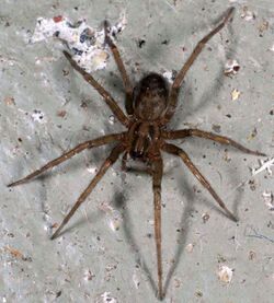 Tegenaria domestica-f.jpg