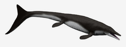 Tylosaurus nepaeolicus NT.png