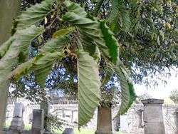 Ulmus. East Preston Street Cemetery, Edinburgh (3).jpg