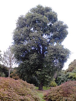 Ulmus minor aff 'Plotii'. Royal Botanic Gardens, Edinburgh (3).jpg