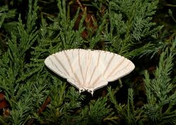 Urapteroides astheniata (Uraniidae).jpg