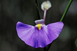 Utricularia volubilis 1.jpg