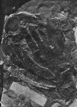 Vernonopterus minutisculptus fossil.png