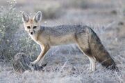 Brown and gray fox in the grass