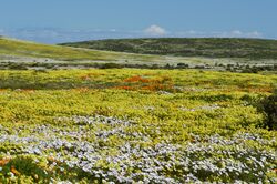 West Coast National Park Flowers 2021 07.jpg