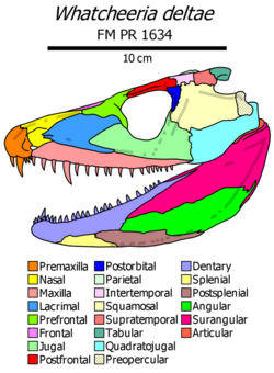 Whatcheeria skull diagram.png