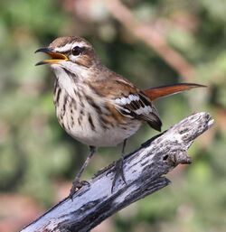 White-browed scrub robin, Cercotrichas leucophrys at Mapungubwe National Park, Limpopo, South Africa (17816564679), crop.jpg