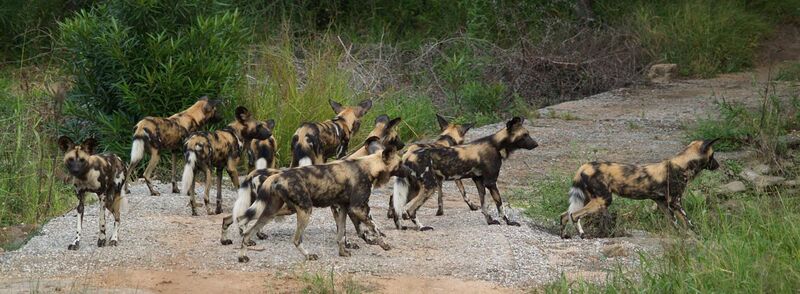 File:Wild Dog Kruger National Park South Africa.jpg