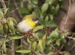 Yellow-breasted Apalis (Apalis flavida).jpg