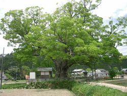 Zelkova serrata Noma keyaki01.jpg