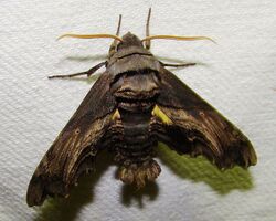 - 7870 – Sphecodina abbottii – Abbot's Sphinx Moth (16077809110).jpg