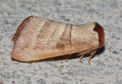 - 7906 – Datana contracta – Contracted Datana Moth (probable) (18161042625).jpg